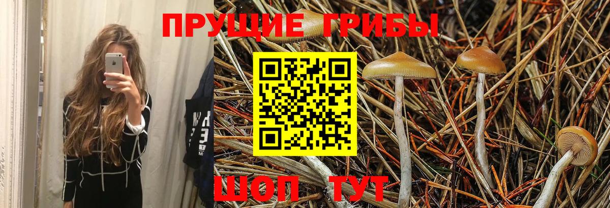Гусев  Галлюциногенные грибы MAGIC MUSHROOMS  Вход с VPN 